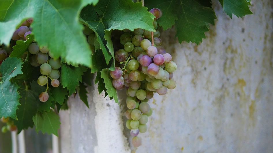 10 Wine Tour Etna Nord