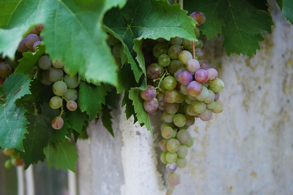 Wine Tour Etna Nord